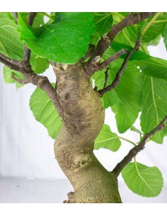 Ficus Carica esemplare 1 |... 2