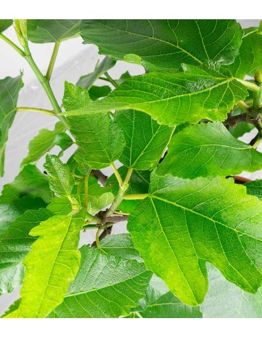 Ficus Carica esemplare 1 | 12 anni Ficus Carica esemplare 1 | 12 anni