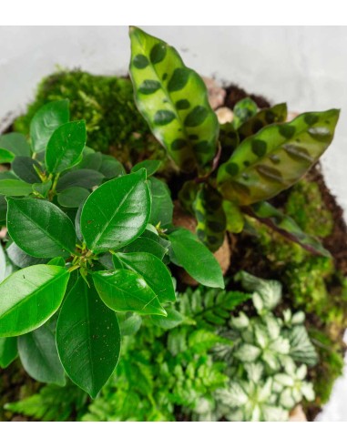 Terrario Bonsai di ginseng