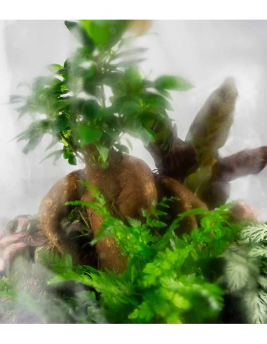 Terrario Bonsai di ginseng