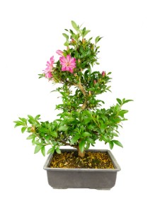 Azalea bonsai (Rhododendron...