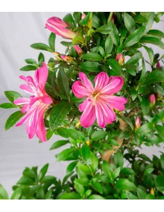 Azalea bonsai (Rhododendron... 2