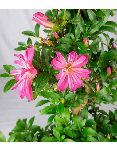 Azalea bonsai (Rhododendron spp.)