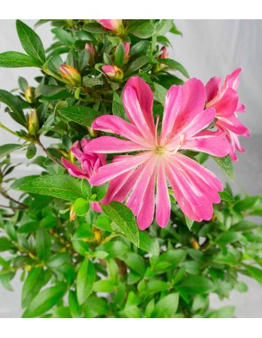 Azalea bonsai (Rhododendron spp.)