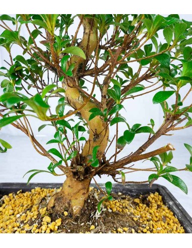 Azalea bonsai (Rhododendron spp.)
