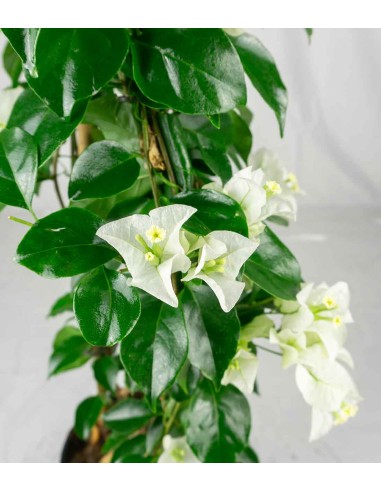 Bougainvillea pianta in vaso