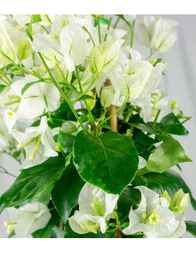 Bougainvillea pianta in vaso
