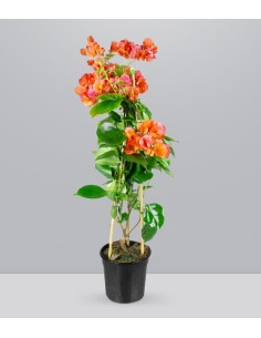 Bougainvillea pianta in vaso 2