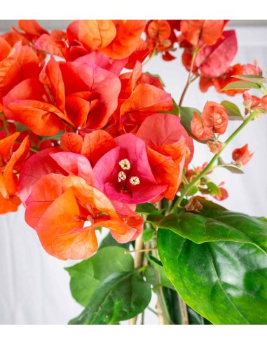 Bougainvillea pianta in vaso Bougainvillea pianta in vaso