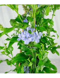 Plumbago 2
