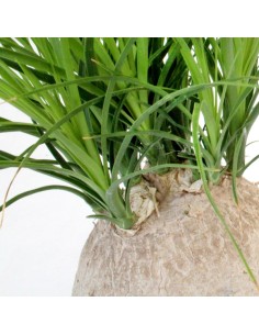 Beaucarnea Nolina 2