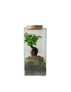 Ficus Ginseng in terrario...