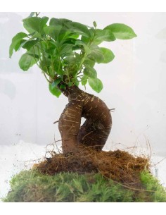 Ficus Ginseng in terrario... 2