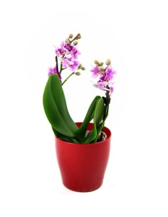 Orchidea rosa vaso rosso