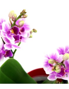 Orchidea rosa vaso rosso 2