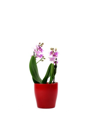 Orchidea rosa vaso rosso