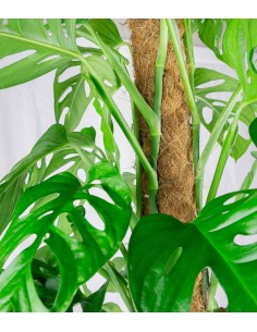 Filodendro Monstera Monkey... 2