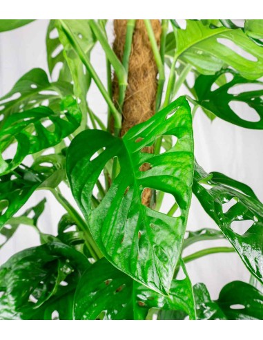 Filodendro Monstera Monkey Mask
