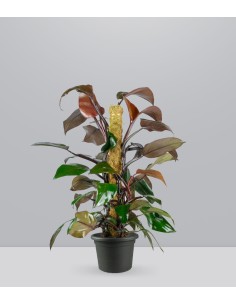 Filodendro Imperial Red |...