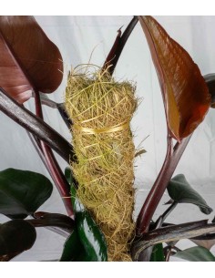 Filodendro Imperial Red |... 2