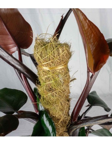 Filodendro Imperial Red | Pianta alta