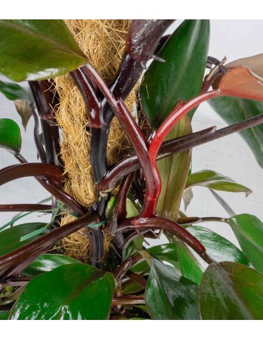 Filodendro Imperial Red | Pianta alta