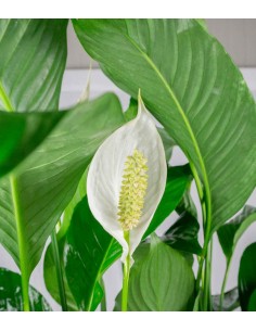 Spatifillo pianta alta 2