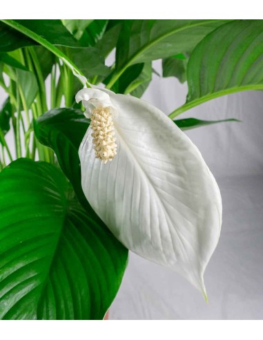 Spatifillo pianta alta