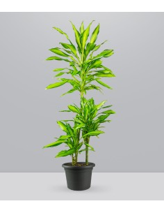 Dracena Lemon