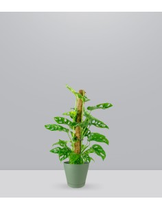 Filodendro Monkey Mask |...