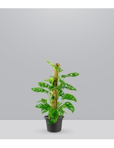 Filodendro Monkey Mask |... 2