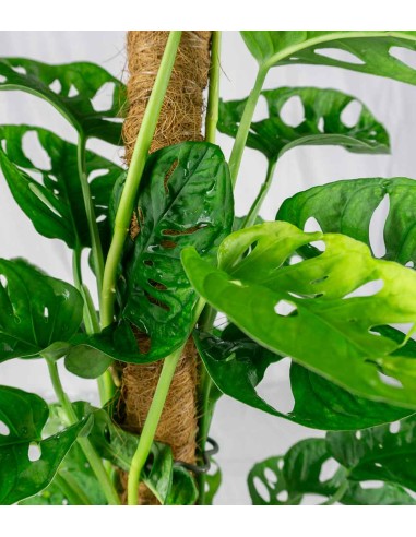 Filodendro Monkey Mask | Adansonii