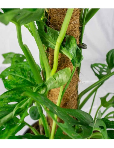 Filodendro Monkey Mask | Palo