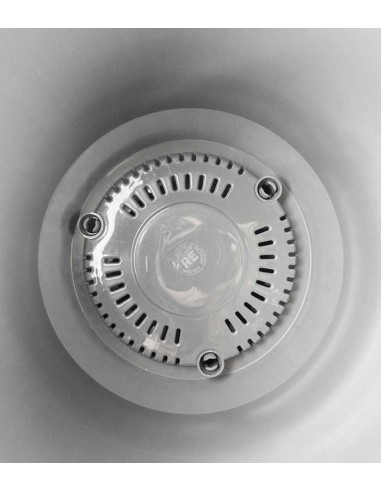 Filodendro Monkey Mask | Adansonii