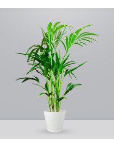 Kentia | Kenzia (howea...