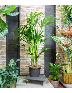 Kentia | Kenzia (howea... 2