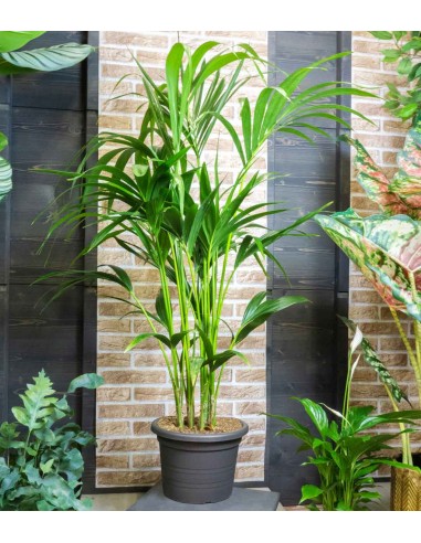 Kentia | Kenzia (howea forsteriana) Kentia | Kenzia (howea forsteriana)