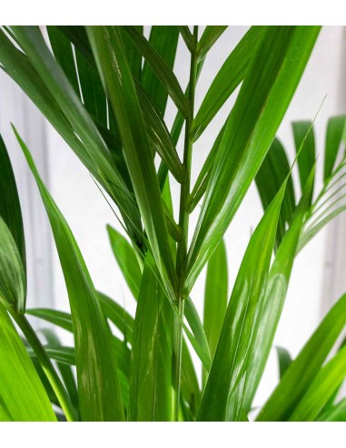 Kentia | Kenzia (howea forsteriana) Kentia | Kenzia (howea forsteriana)