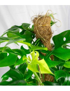 Monstera Minima Palo 2