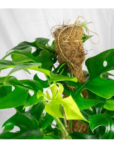 Monstera Minima Palo