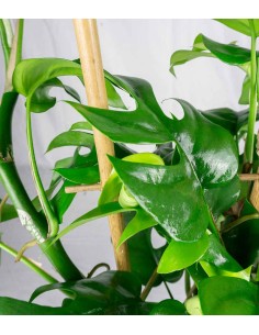 Monstera Minima con Spalliera 2