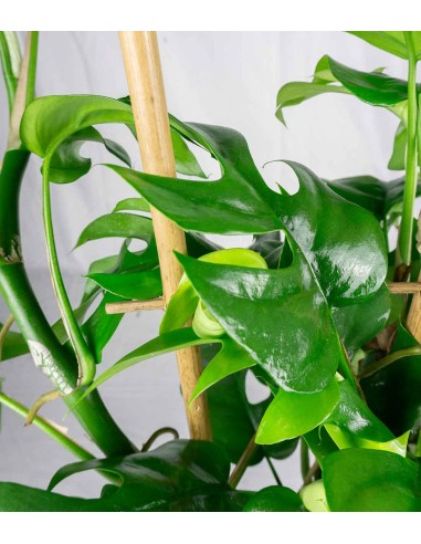 Monstera Minima con Spalliera