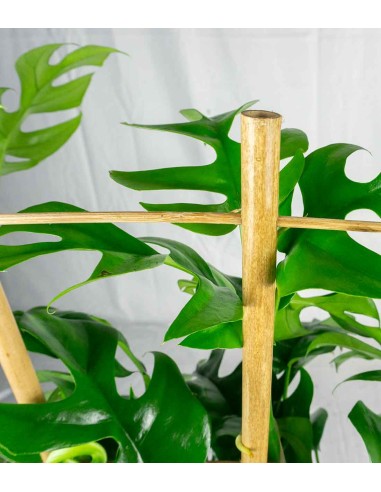 Monstera Minima con Spalliera