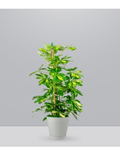 Schefflera Gold Capella