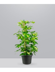 Schefflera Gold Capella 2