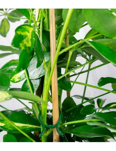 Schefflera Gold Capella