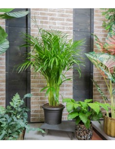 Areca pianta alta 2