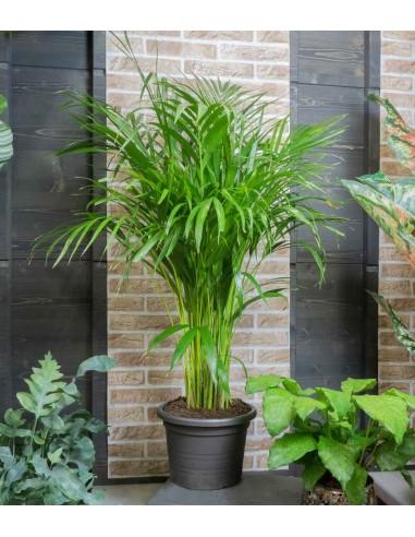 Areca pianta alta