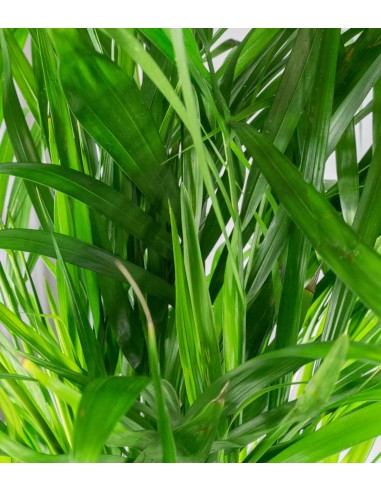 Areca pianta alta