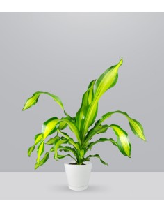 Dracena Charley